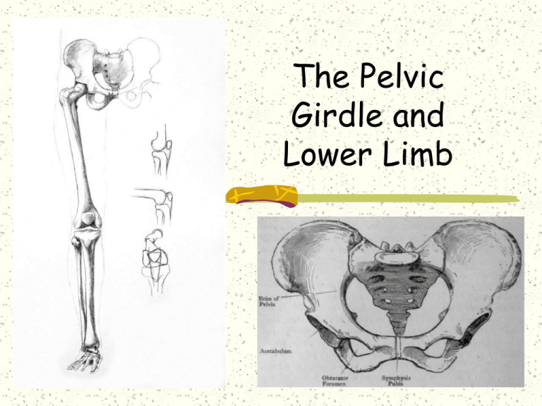 The Pelvic Girdle And Lower Limb