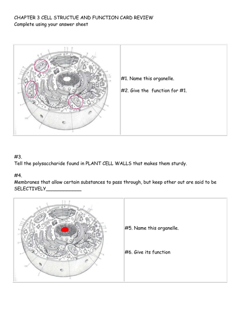 Cell Structure Function Review Questions