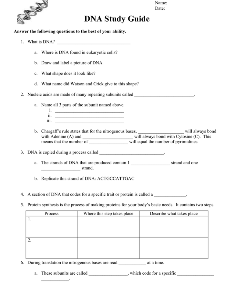 DNA Study Guide