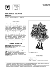 Ginkgo Biloba Maidenhair Tree Fact Sheet St