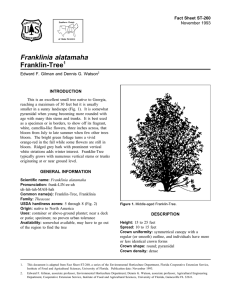 Ginkgo Biloba Maidenhair Tree Fact Sheet St