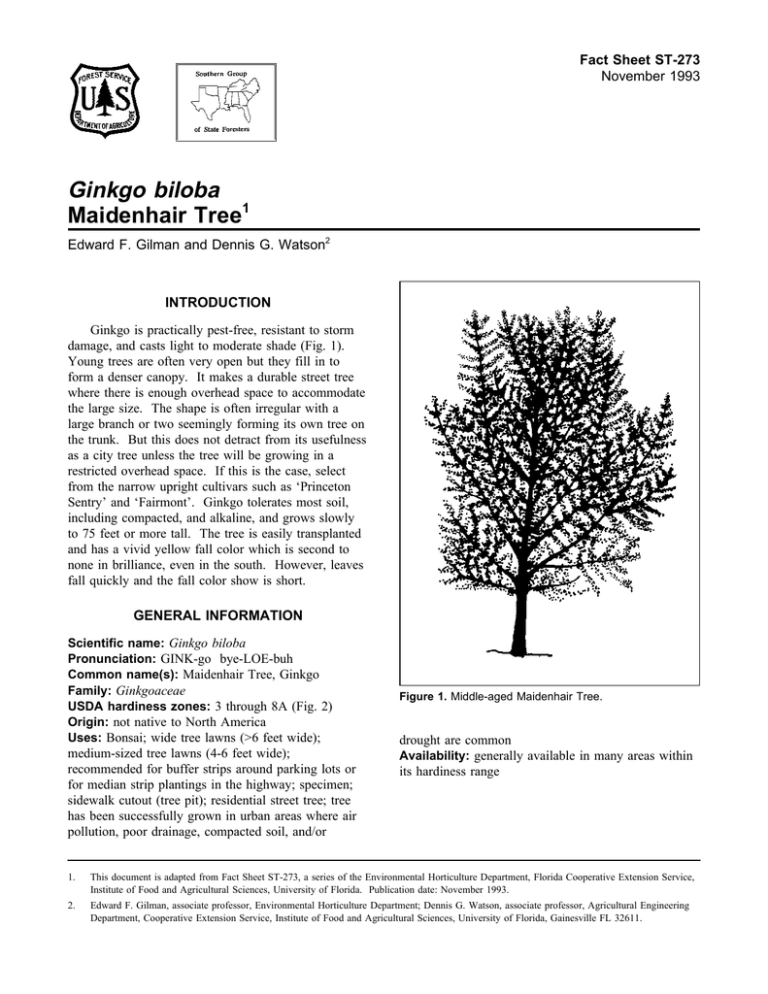 Ginkgo Biloba Maidenhair Tree Fact Sheet St