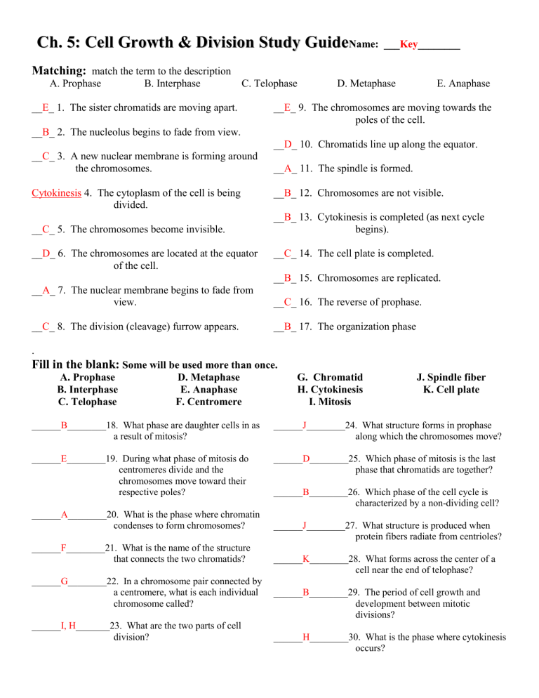 Cell Growth And Division Worksheet Answers