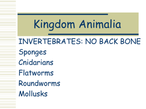 Sponges cnidarians worms mollusks