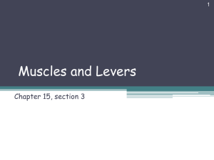 Muscles and Levers