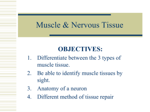 Muscle & Nervous Tissue: Types, Function, Repair