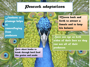 Peacock adaptations MAYA