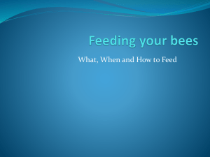 Feeding your bees