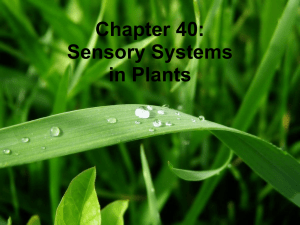 Plant Sensory Systems: Light, Gravity, Hormones