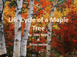 Maple Tree Life Cycle: A Kid's Guide