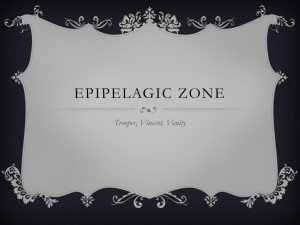 Epipelagic Zone per 1