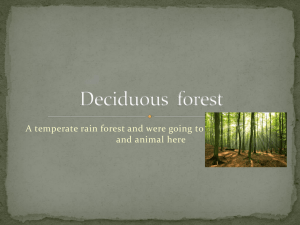 Deciduous forest
