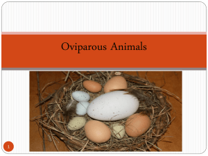 Oviparous Animals & Their Eggs