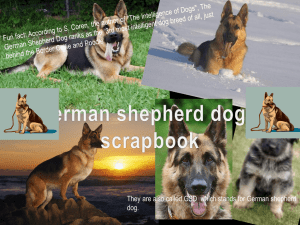 German shepherd dogs