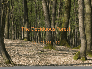 deciduous forest presentation (1)