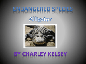 alligator powerpoint