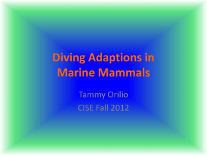Mammalian Diving Reflex