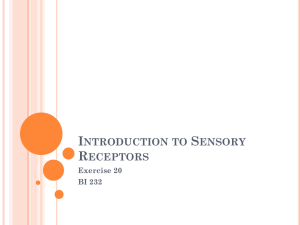 Sensory Receptors: Introduction & Exercises (BI 232)