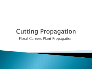 Cutting Propagation