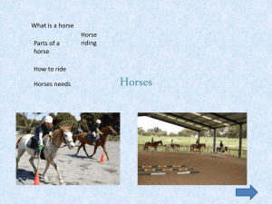 horse presentation