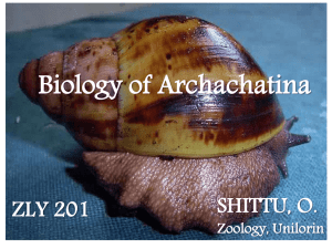 Archachatina Biology: Shell, Anatomy & Reproduction