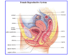 Female Reproductive System: Cycles & Hormones