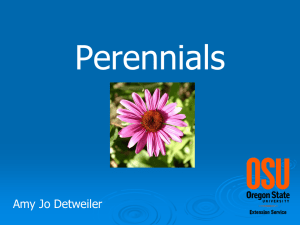 Perennials for the High Desert