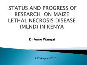 Dr Anne Wangai