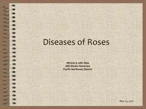 Diseases of Roses - Pacific Northwest District