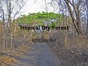 Tropical Dry Forest