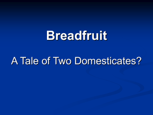 Breadfruit