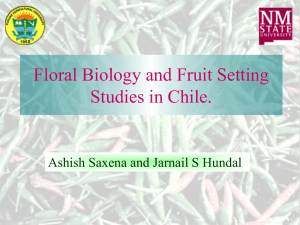 Do you want to increase your F1 chile seed yield?