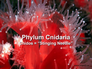 Phylum Cnidaria