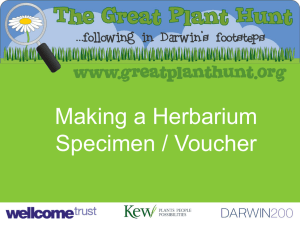 Making a herbarium specimen presentation (3036.0KB