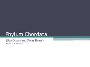 Phylum Chordata