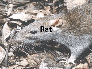 Rat - Online Veterinary Anatomy Museum