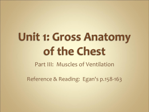 Muscles of Ventilation
