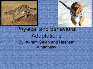 Tiger & Cheetah Adaptations: Physical & Behavioral