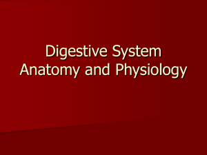 Digestive System Anatomy & Physiology Presentation