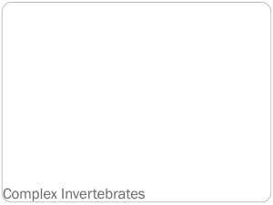 Invertebrates & Vertebrates: Arthropods, Fish, Mammals