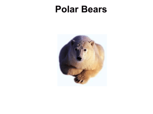 Polar Bears