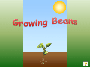 Bean Plant Life Cycle: Growing Beans Presentation