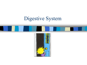 Digestive System: Functions & Structures Explained