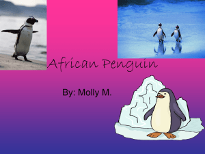 African Penguin