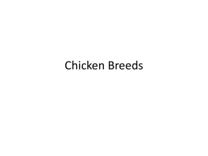 Chicken Breeds