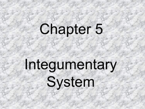 Anatomy integumentary