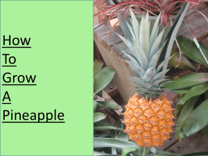 How to grow pineapple