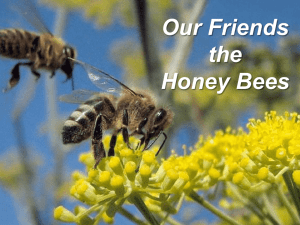 Honey Bee Anatomy & Biology