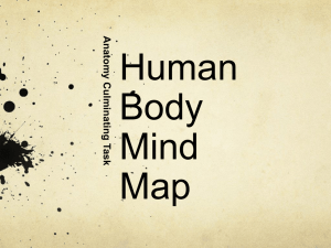 Anatomy Mind Map Task: Human Body Systems