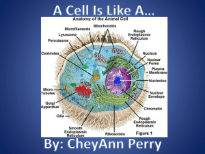 A Cell Is Like A…